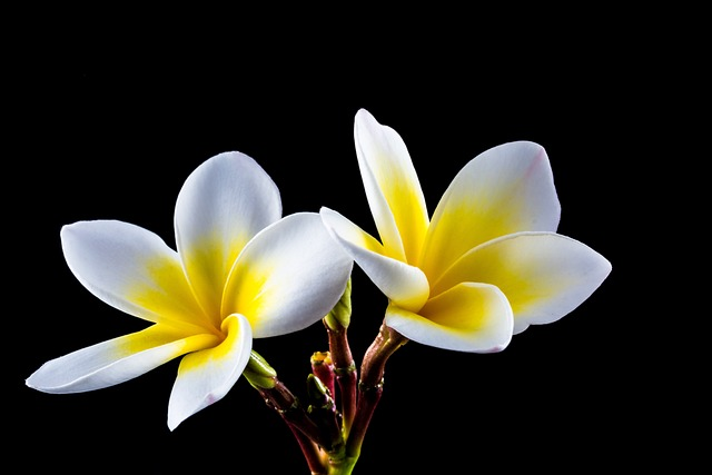 How Big Do Plumeria Plants Grow? Understanding Their Size and Growth