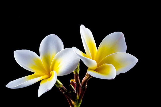 blossom, bloom, flower