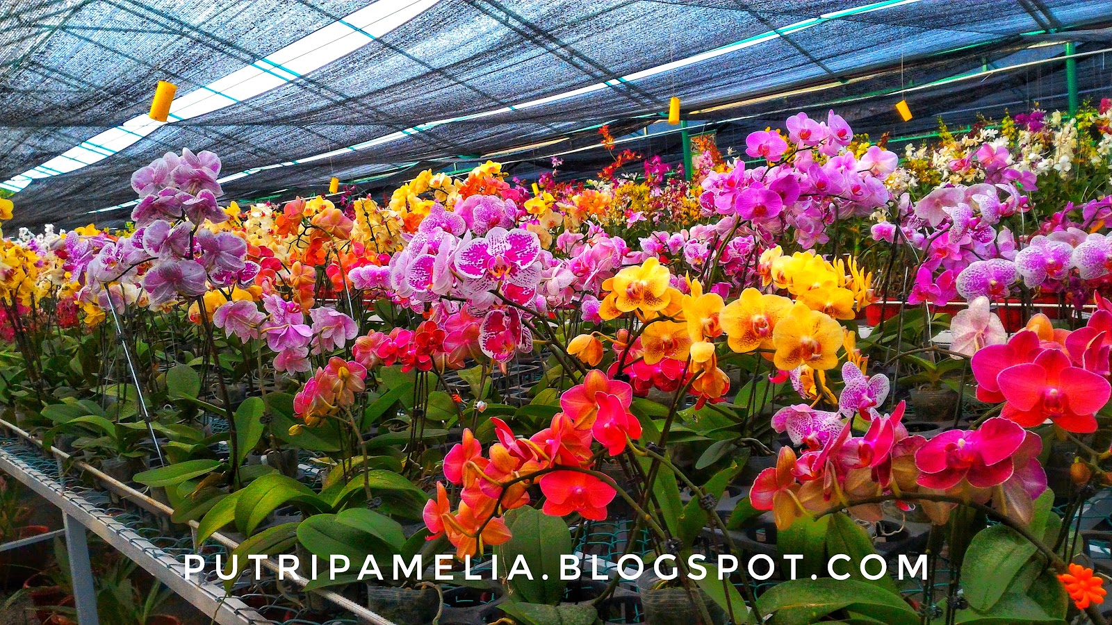 Vivin Orchid Garden Toko Tanaman Anggrek Di Batam Family Adventure