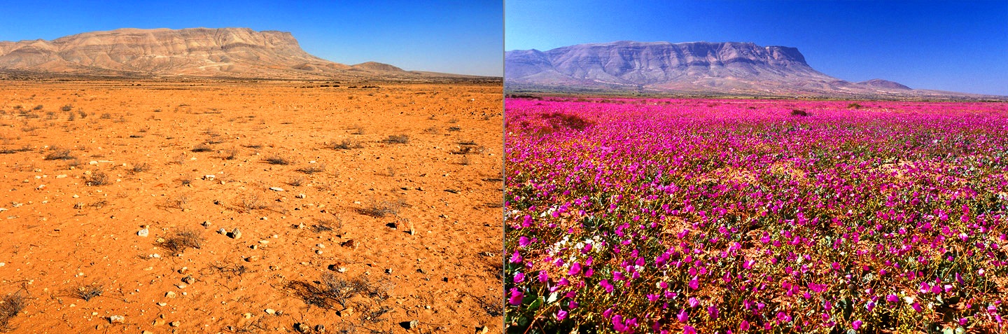 Ни разу не цвели. Цветущая пустыня Атакама, Чили. Пустыня Атакама цветение. Атакама цветет Чили. Пустыня Атакама расцвела 2021.