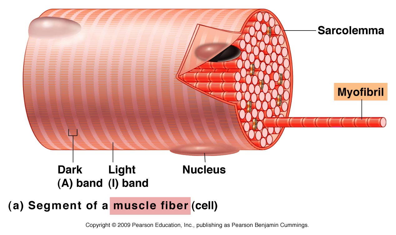 Muscular Tissue