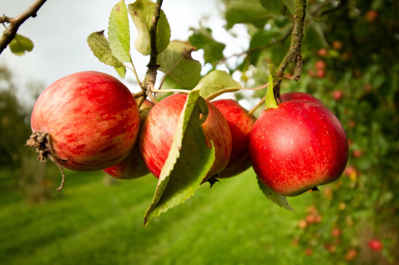 「カルヴァドス」の原料となるりんごのイメージ画像