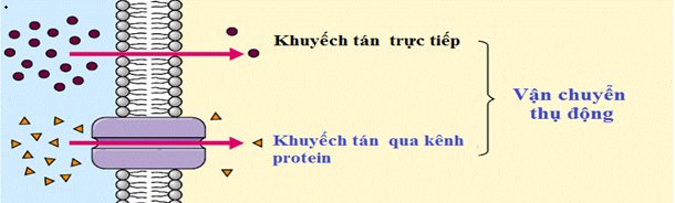 Vận chuyển thụ động - vận chuyển các chất qua màng sinh chất