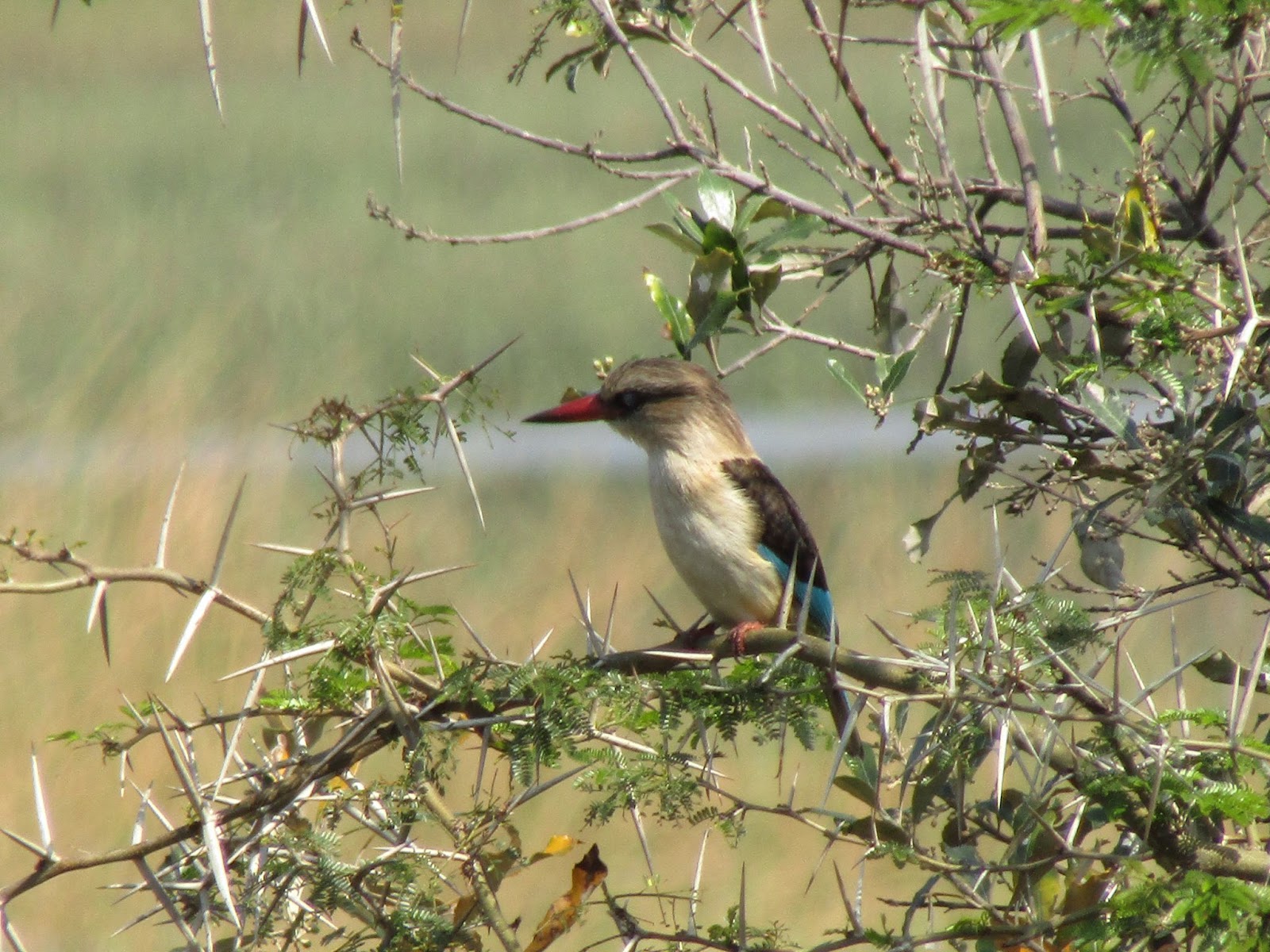 Birdlife at iSangaliso Wetland Park