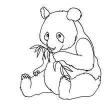Resultado de imagen para OSO PANDA dibujo para colorear