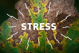 Mechanical stress