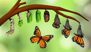 Science butterfly life cycle - Download Free Vectors, Clipart Graphics &  Vector Art
