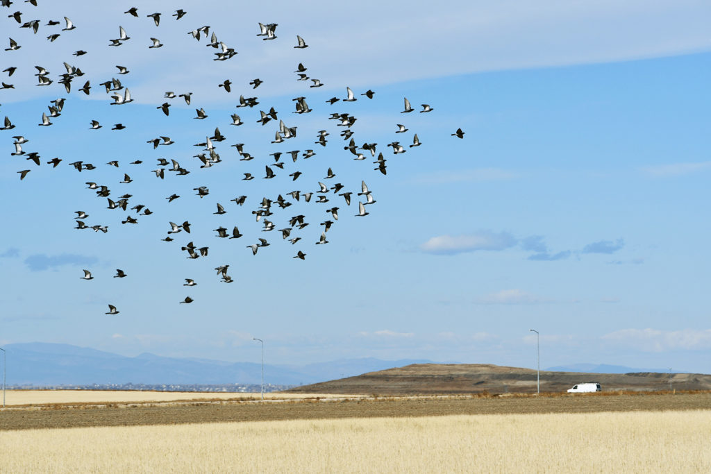 Views of the Plains and Mountains from Painted Prairie.