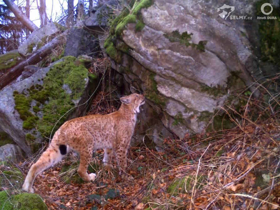 Výzkum okrajové západokarpatské rysí populace založili zoologové na monitoringu pomocí fotopastí; zdroj: Hnutí DUHA Olomouc