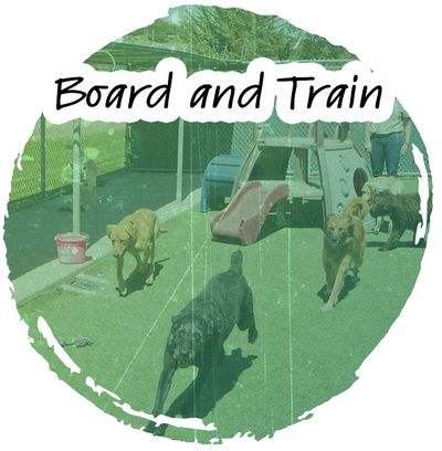 board-train.jpg