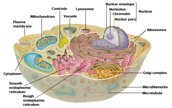 tế bào hóa học - tế bào nhân sơ
