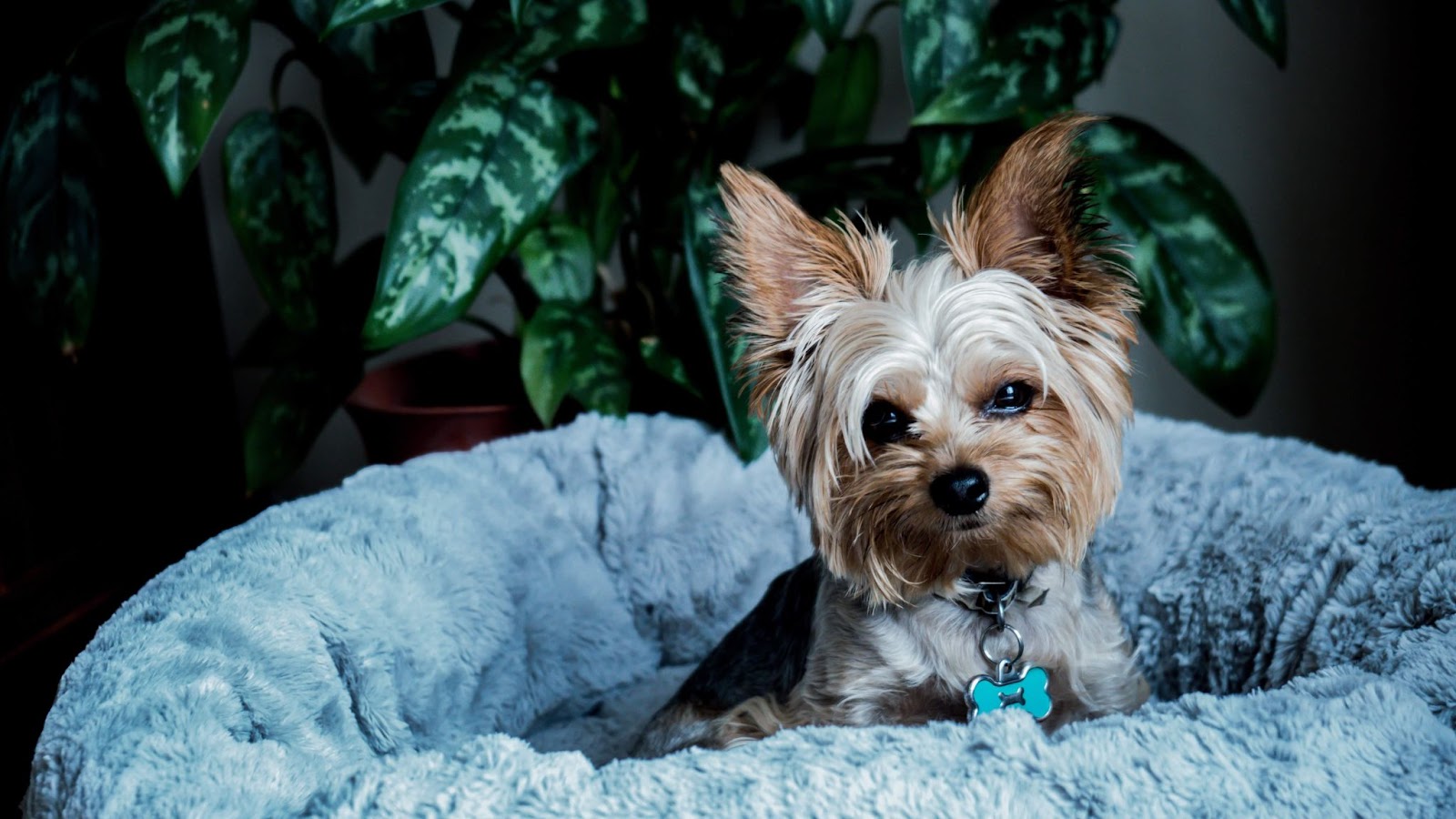 Why Do Yorkies Scratch Their Beds?