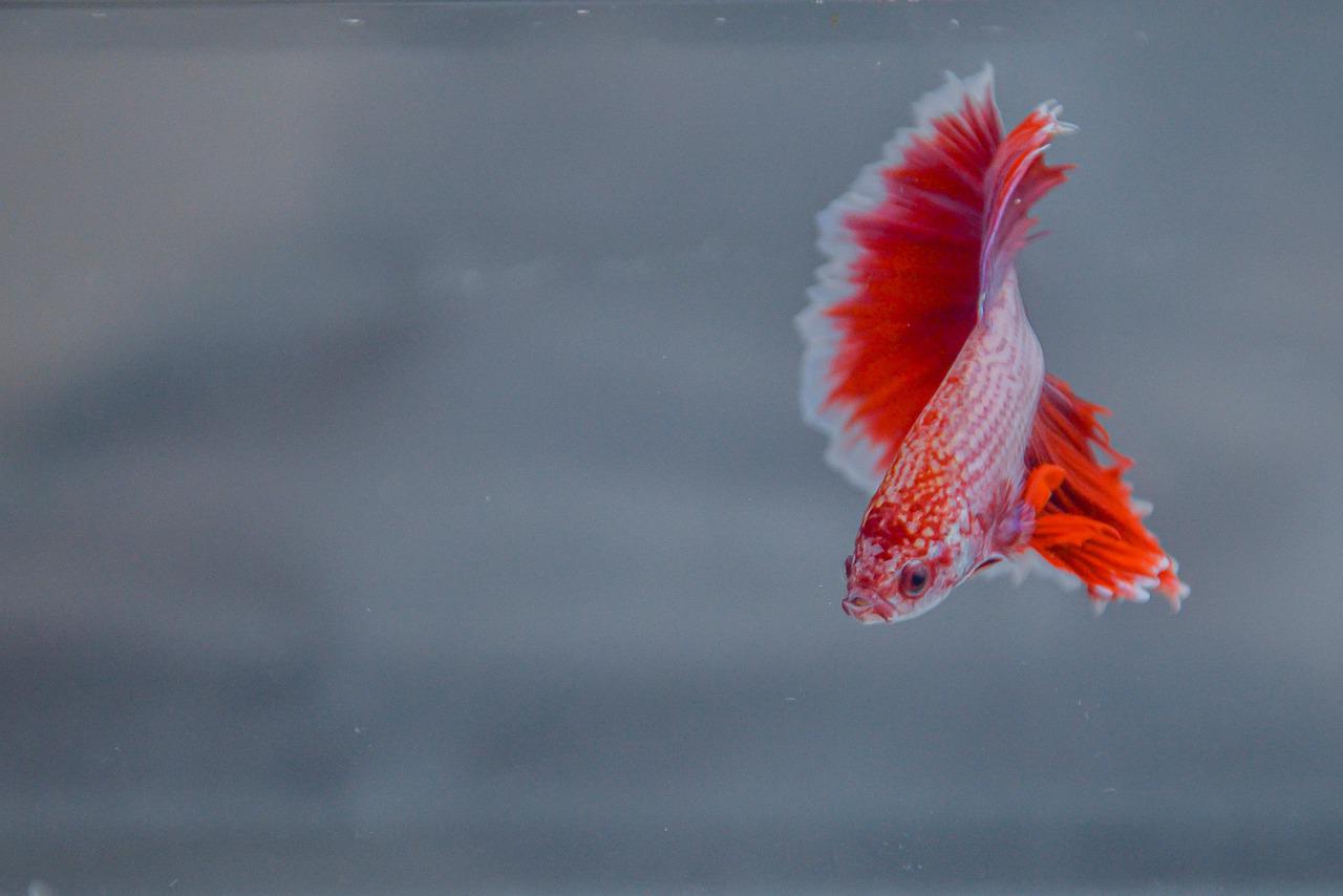 Red and white betta fish