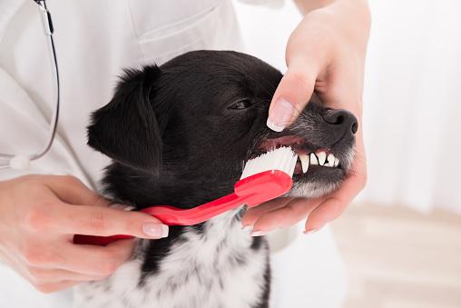 狗狗的口腔護理影響牠們的健康