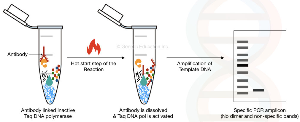 The setup of hot-start DNA Polymerase reaction.