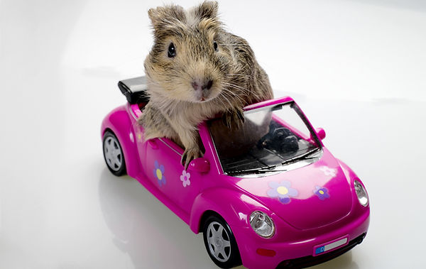 guniea pig in car, take your car on a weekly ride, maintain your car, what happens to an unused car, car neglect, what happens to an undriven car