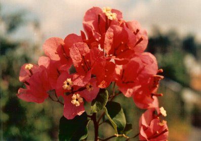 types of bougainvillea flowers