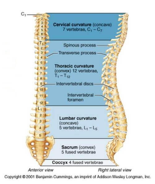 身體脊椎正常曲線示意圖