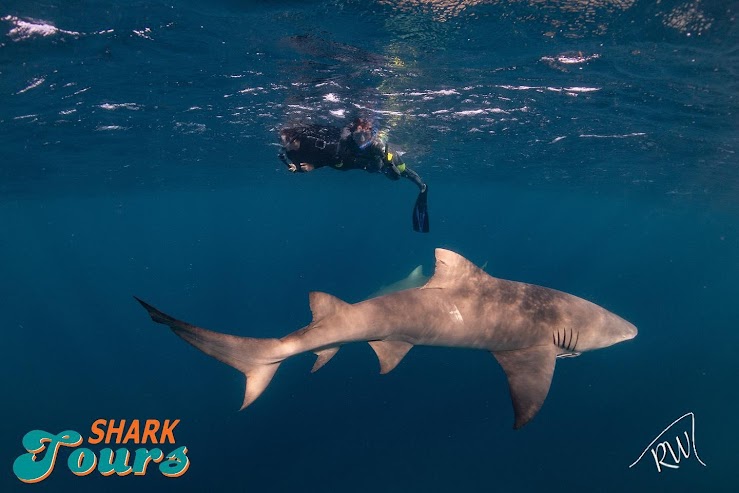 1 Jupiter Shark Safari for One Person