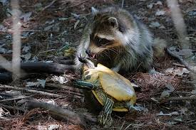 Image result for racoon eating turtle