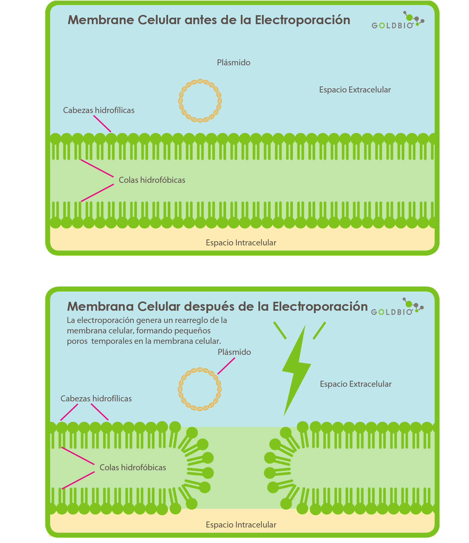 membrane celular antes de la electroporacion y membrana celular despues de la electroporacion ilustracion