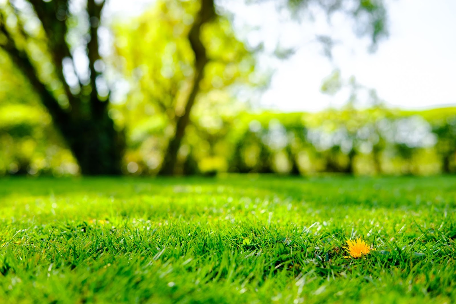 a healthy lawn shows prospective buyers your home is well cared for 