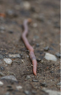 Earthworm (Leni – Pexels)