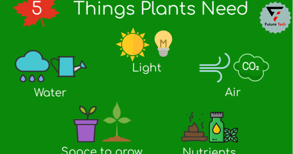 What Do Plants Need To Grow?