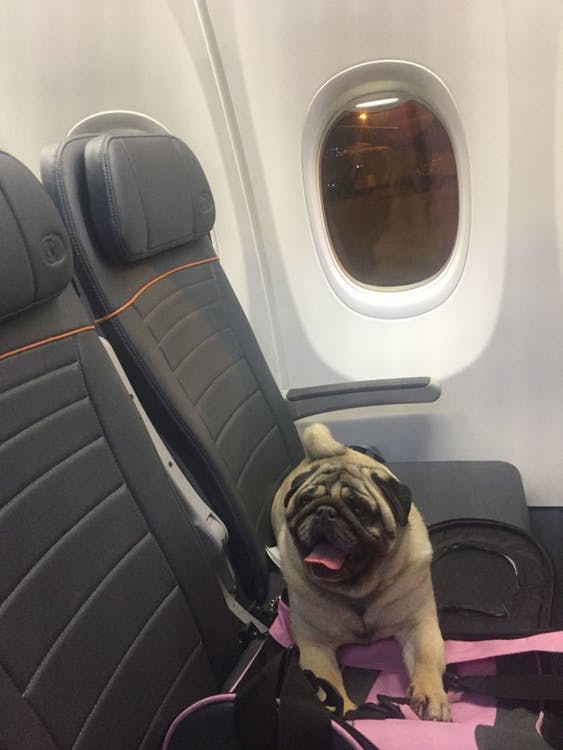 Travel Tips If You’re a Plane Passenger with Animal Allergies