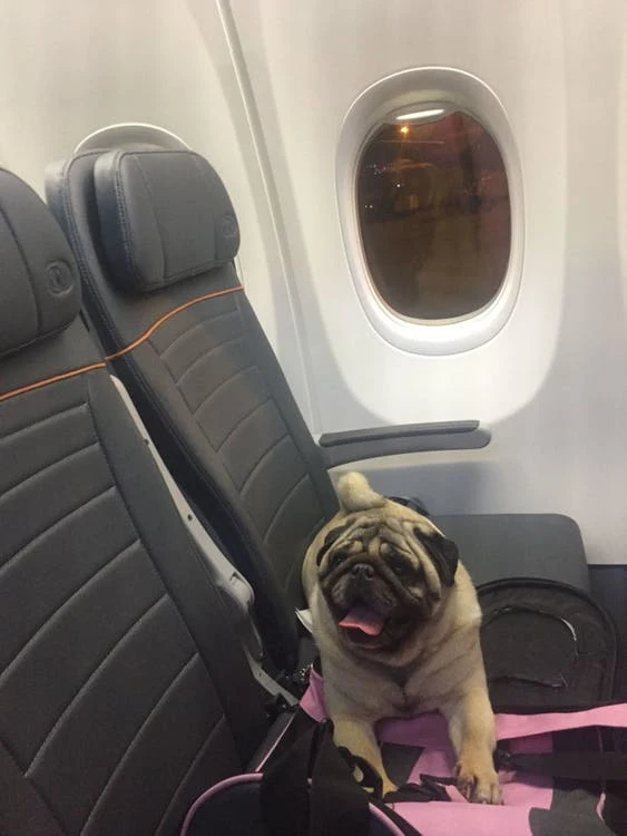 Travel Tips If You’re a Plane Passenger with Animal Allergies