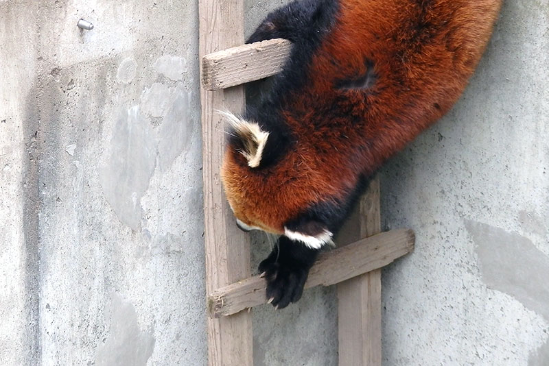 旭山動物園：レッサーパンダ館