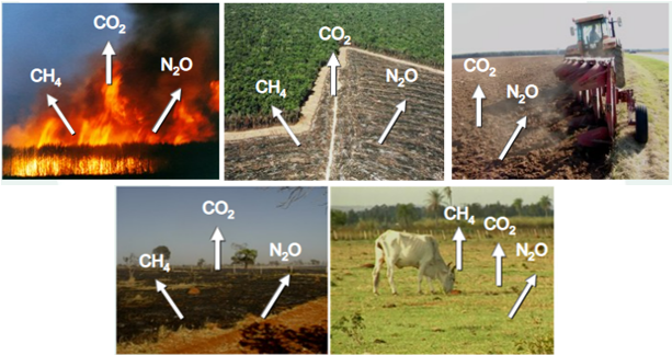 Principais fontes de emissão de gases na agropecuária (Fonte: Embrapa), o que demonstra a importância da adoção de uma agricultura de baixo carbono