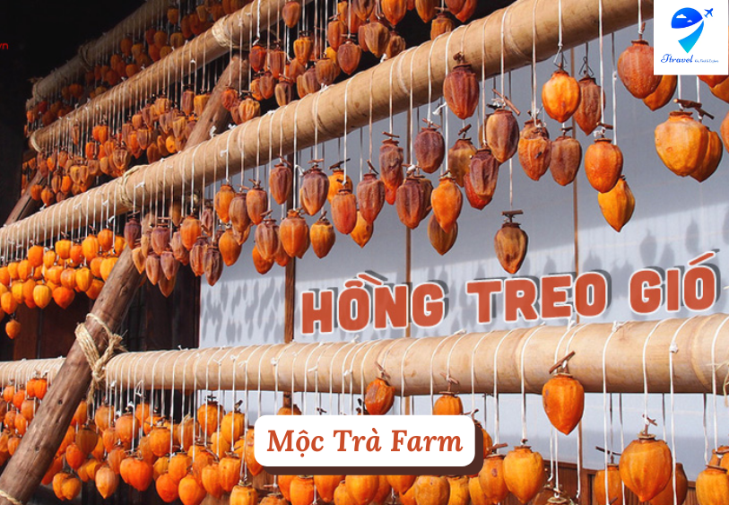 Mộc Trà Farm