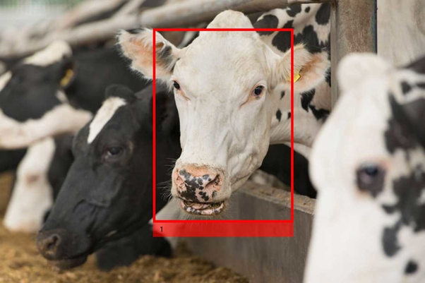 Facial recognition for cows
