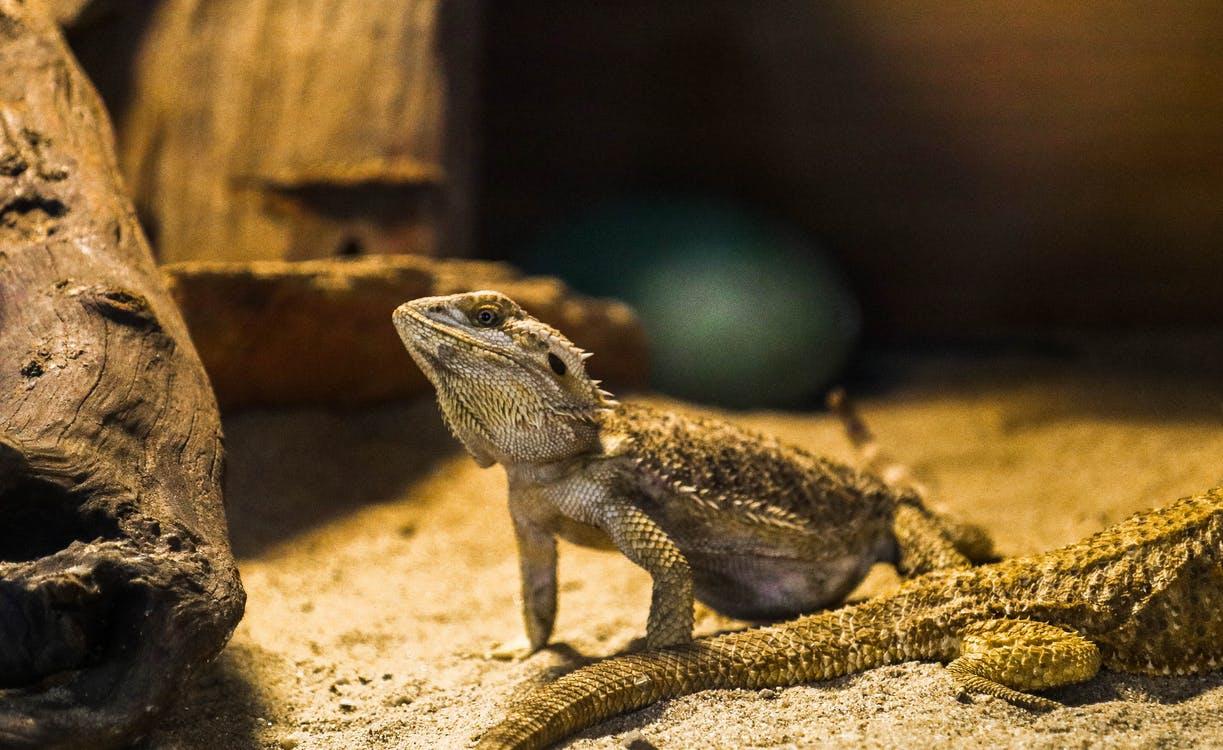 Pogona Minor Mitchelli Bearded Dragon Lizard in Captivity 