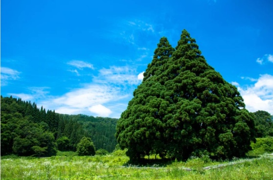 Visiting Amazing Real-life places in My Neighbor Totoro - The Totoro tree