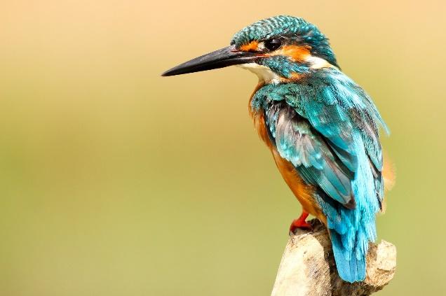 A picture containing kingfisher, bird

Description automatically generated