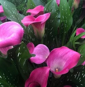 Be My® First Love calla lily