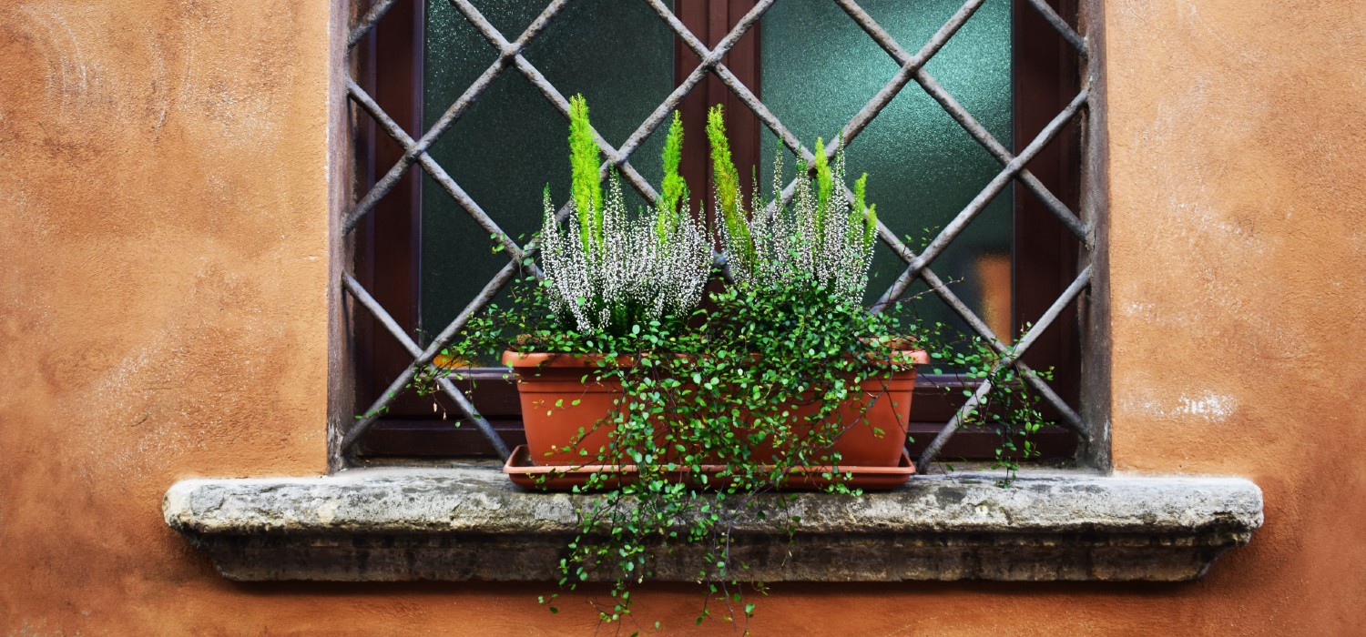 herbs grwoing in a windowbox