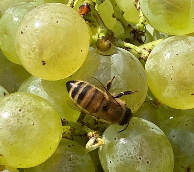 Un'ape si poggia su grappolo d'uva.