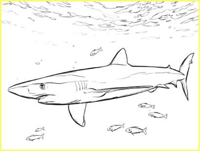 9999 Sketsa Gambar Ikan Hias, Tawar, Laut Lengkap (Nemo, Hiu, Paus, Lele,  Koi, Mas, Lumba dll) - Sindunesia