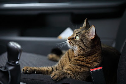 Uber Allow Cats