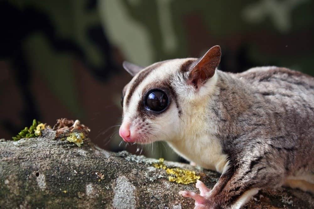 Sugar Glider