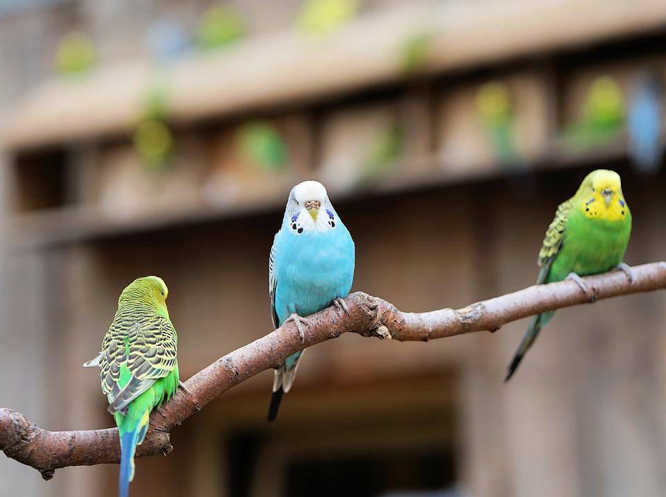 Budgerigars or Budgies in different colors. 