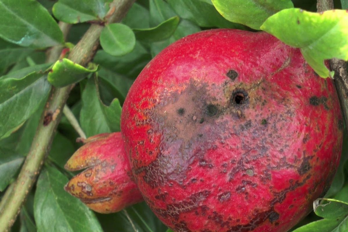 How to Grow and Care for Pomegranate Bonsai