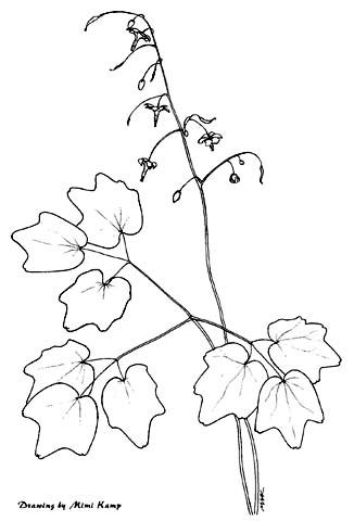 Image result for vancouveria hexandra drawing