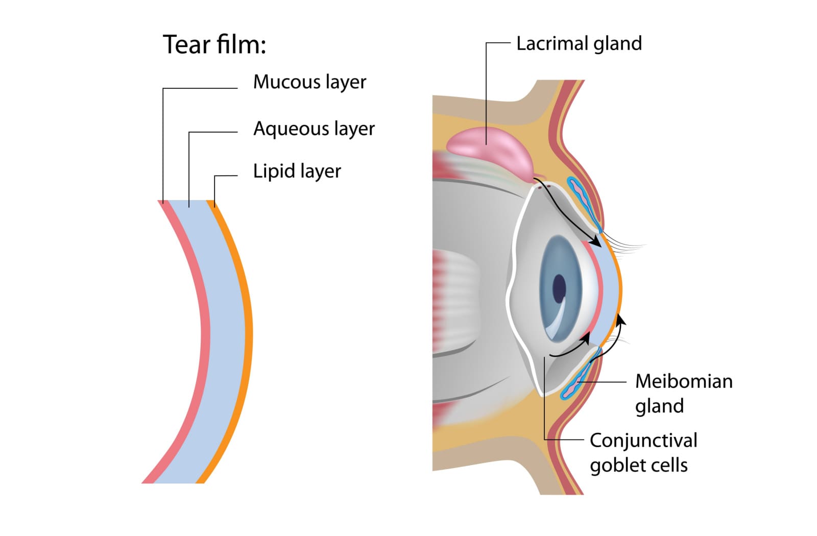 A diagram showing the three layers of tear film in an eye.