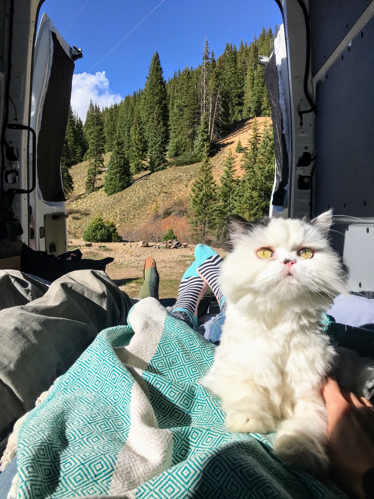 Cat in a campervan