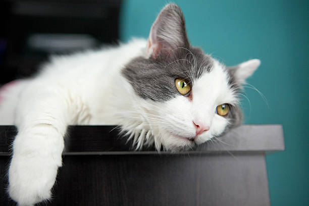 Bored Cat Hanging On Edge Of Desk stock photo