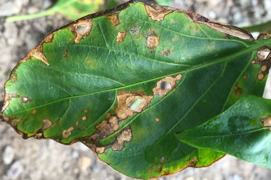 Bacterial Spot